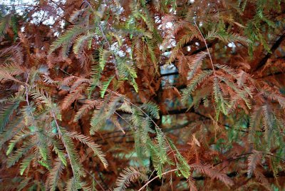 Taxodium distichum - tisovec dvouřadý - podzimní zbarvení listu (96)